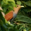 Kukacka veverci - Piaya cayana - Common Squirrel-cuckoo o4039